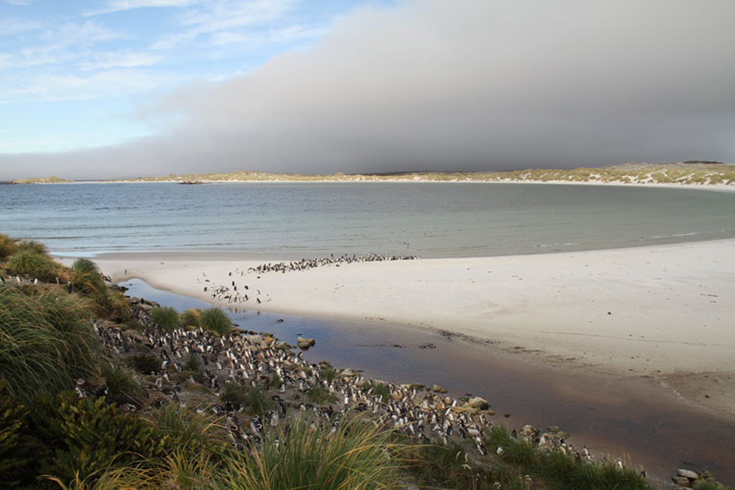 Die Falklandinseln - Rückzug der Pinguine