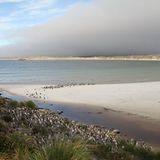 Die Falklandinseln - Rückzug der Pinguine