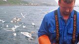 Norwegen: Hochseeangeln für Anfänger - Bild 5