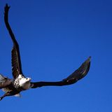 Seeadler im Flug