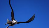 Seeadler im Flug