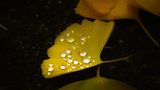 Ginkgoblatt mit Regentropfen