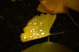 Ginkgoblatt mit Regentropfen