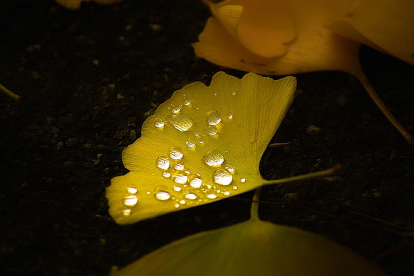 Ginkgoblatt mit Regentropfen