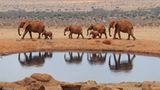 Elefanten in Kenia