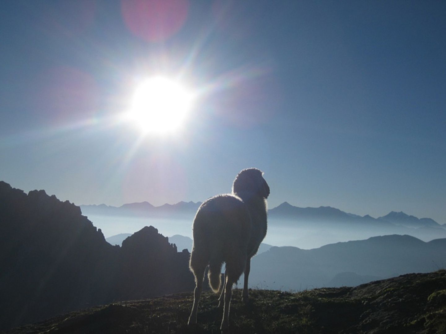 Schaf über dem Nebelmeer