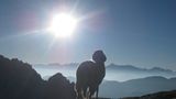 Schaf über dem Nebelmeer