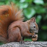 Eichhörnchen im Garten