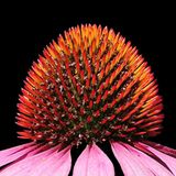 Sonnenhut (Echinacea)
