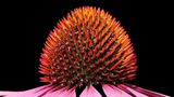 Sonnenhut (Echinacea)
