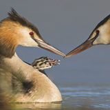 Haubentaucher mit Jungtier