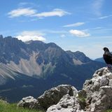 Bergdohle blickt zum Latemar