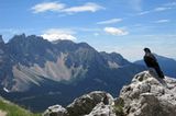 Bergdohle blickt zum Latemar