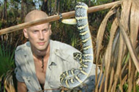 Taipan, die gefährlichste Schlange der Welt