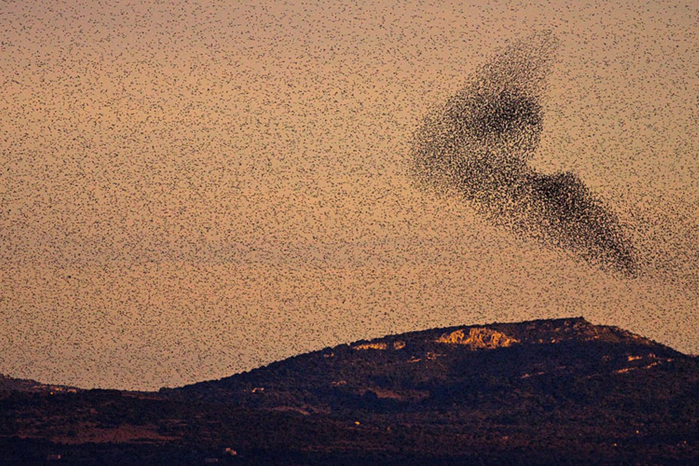 Vogelschwarm auf Mallorca