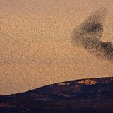 Vogelschwarm auf Mallorca