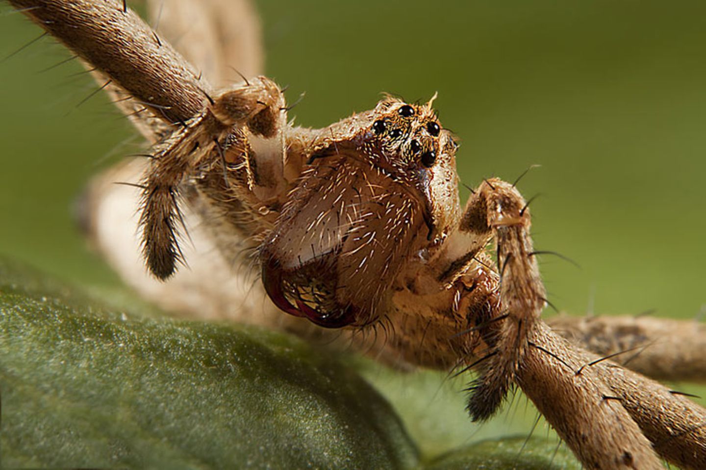 Listspinne (Pisaura mirabilis)