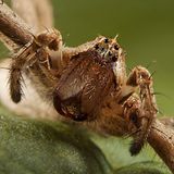 Listspinne (Pisaura mirabilis)