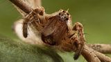 Listspinne (Pisaura mirabilis)