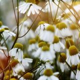 Kamillen bei Sonnenuntergang