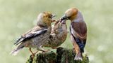 Kernbeisser beim Füttern der Jungen