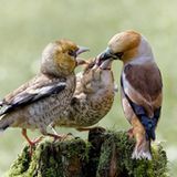 Kernbeisser beim Füttern der Jungen