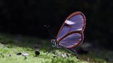 Schmetterling auf bemoostem Stein