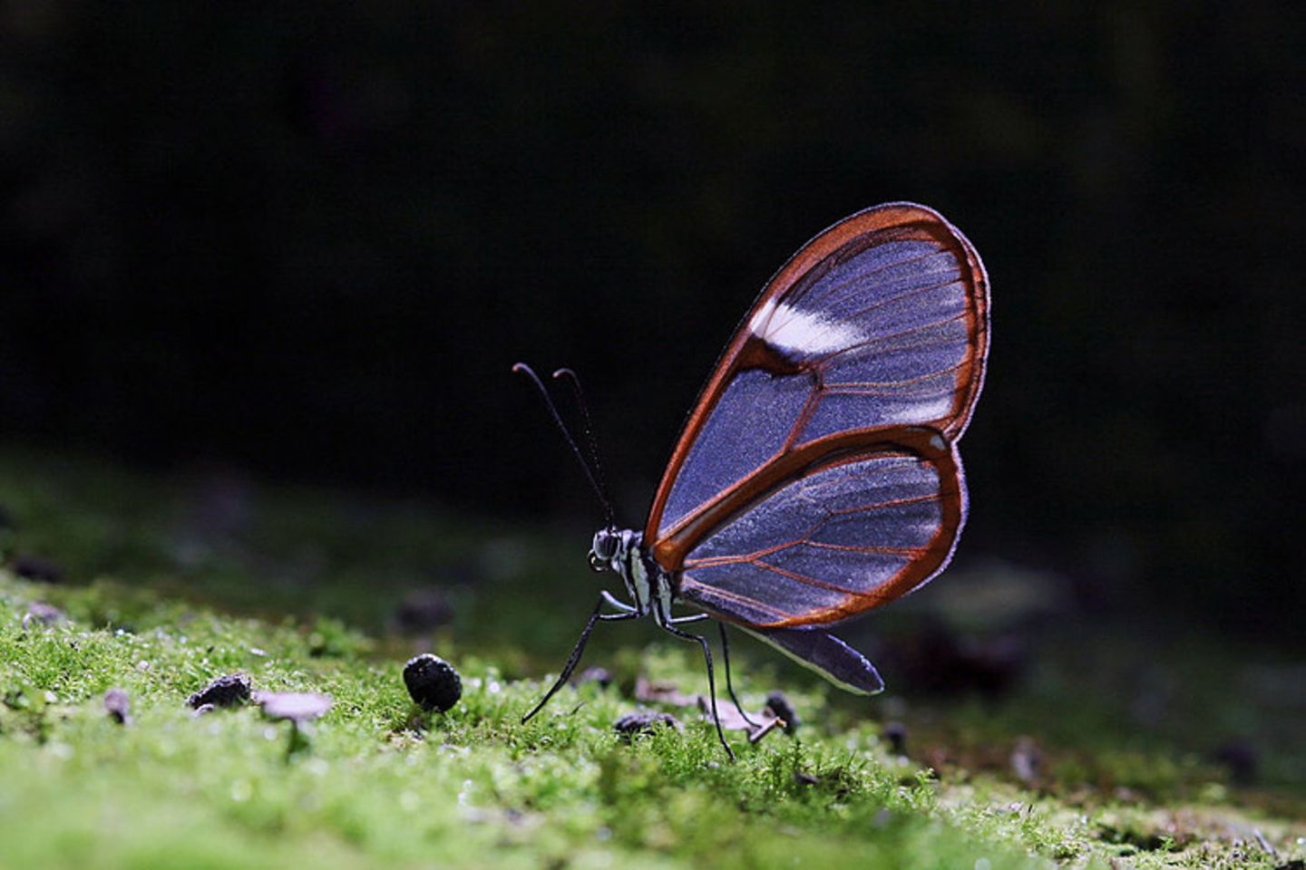Schmetterling auf bemoostem Stein