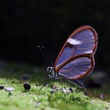 Schmetterling auf bemoostem Stein