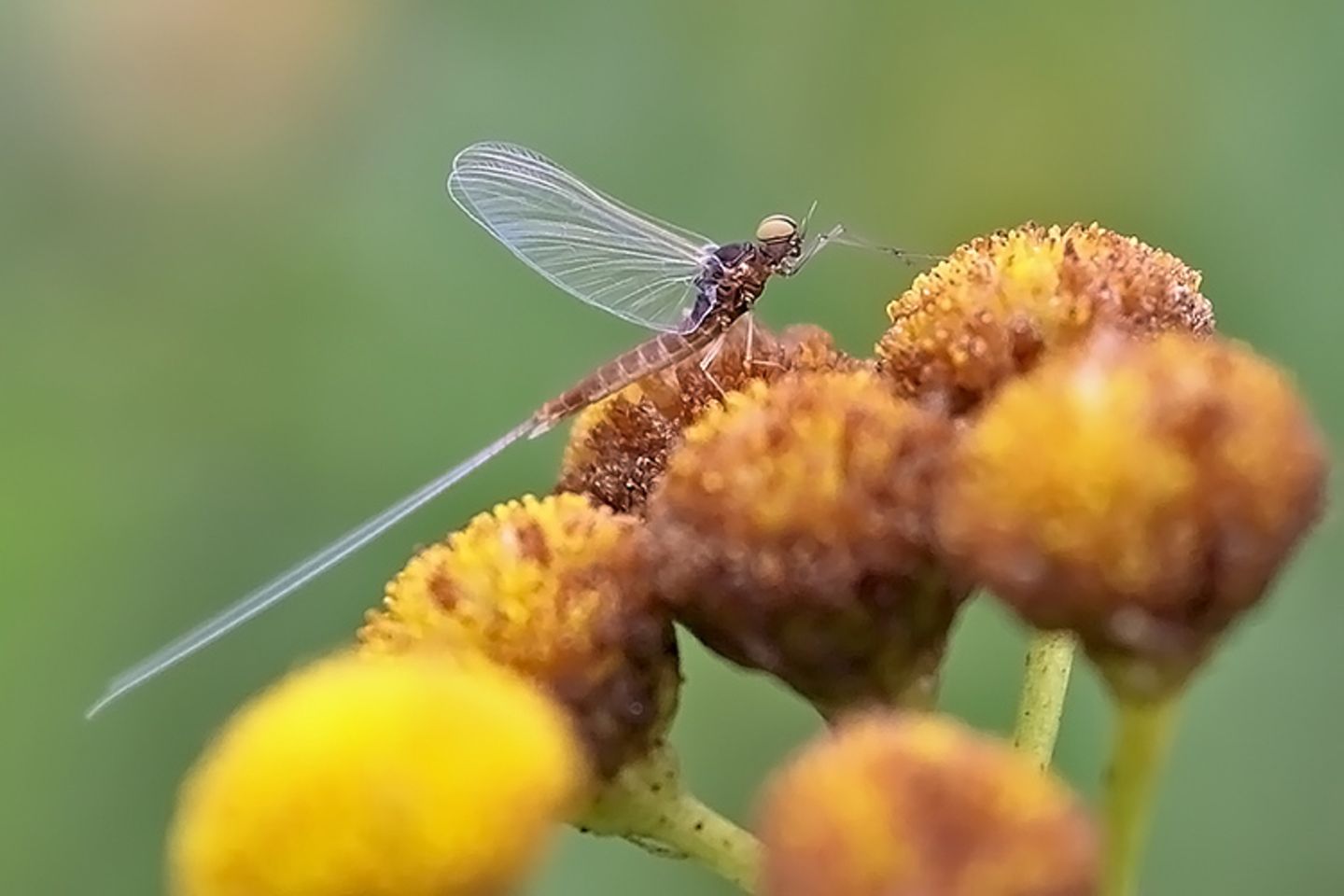 Eintagsfliege