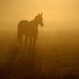 Pferd im Nebel