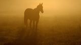 Pferd im Nebel