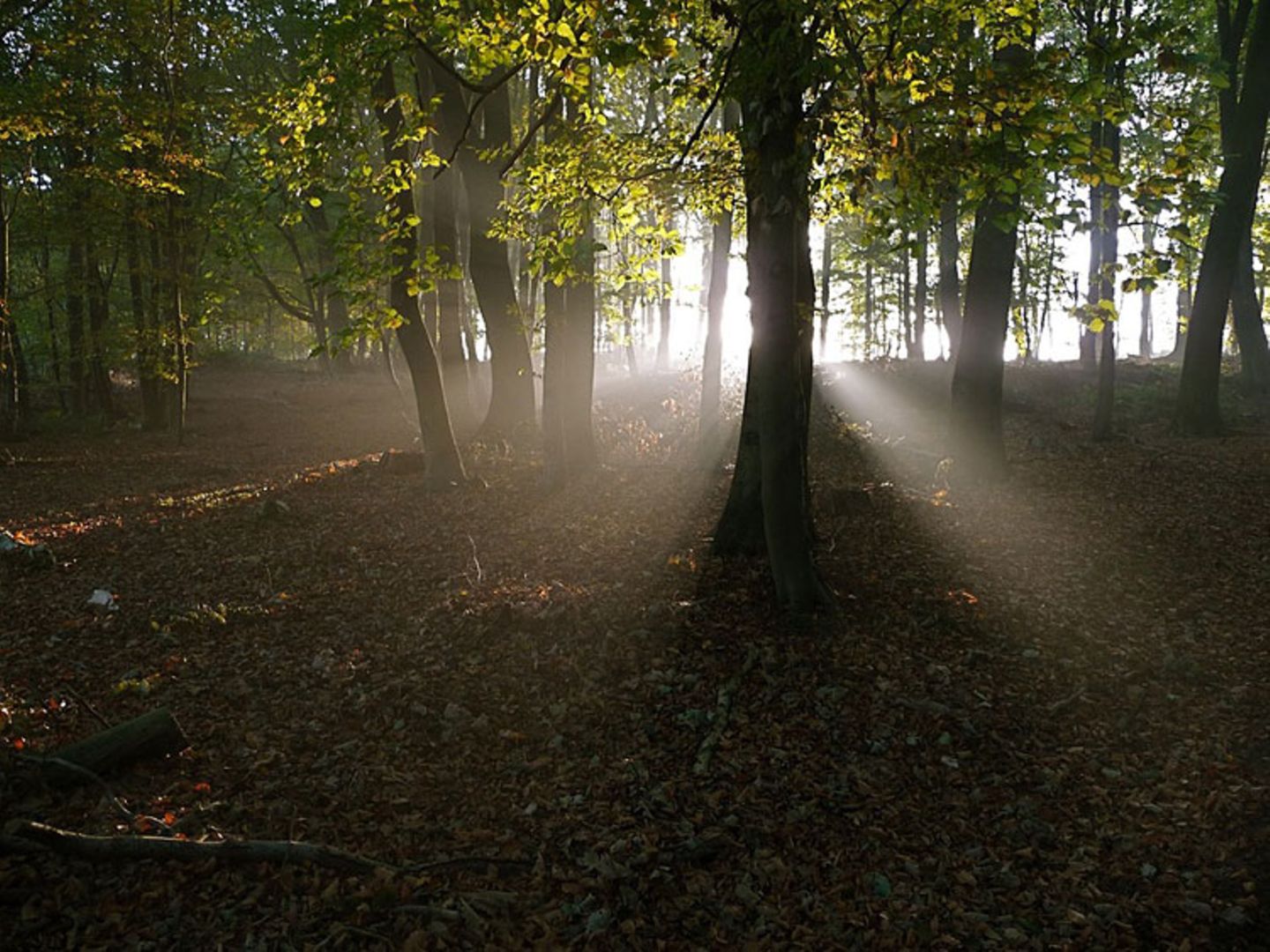 Herbstlicher Laubwald im Morgenlicht