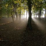 Herbstlicher Laubwald im Morgenlicht