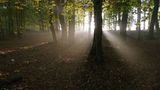 Herbstlicher Laubwald im Morgenlicht