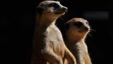 Erdmännchen im Morgenlicht