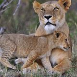 Loewin mit Nachwuchs