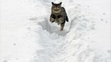 Katze im Schnee