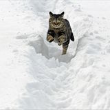 Katze im Schnee