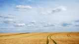 Feld mit Wolken
