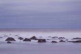 Mit Muscheln überzogene Steine im Atlantik vor South Carolina