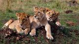 Löwenbabies in der Masai Mara, Kenia