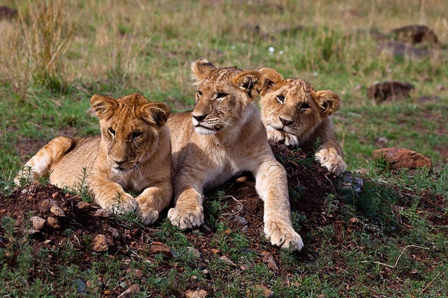 Löwenbabies in der Masai Mara, Kenia