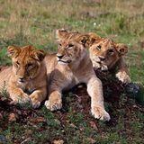 Löwenbabies in der Masai Mara, Kenia