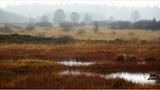 Deutsch-Belgischer Naturpark Hohes Venn