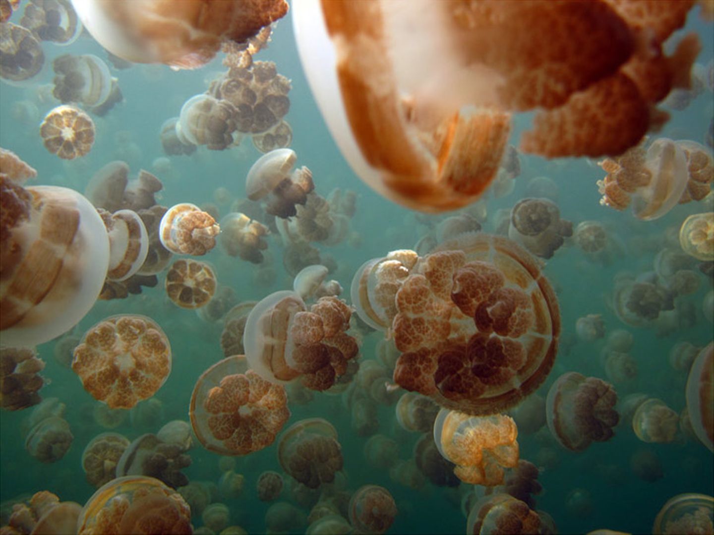 Quallen im Jellyfish Lake, Republic of Palau