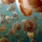 Quallen im Jellyfish Lake, Republic of Palau