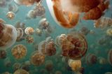 Quallen im Jellyfish Lake, Republic of Palau