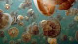 Quallen im Jellyfish Lake, Republic of Palau