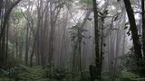 Nationalpark Monteverde, Costa Rica